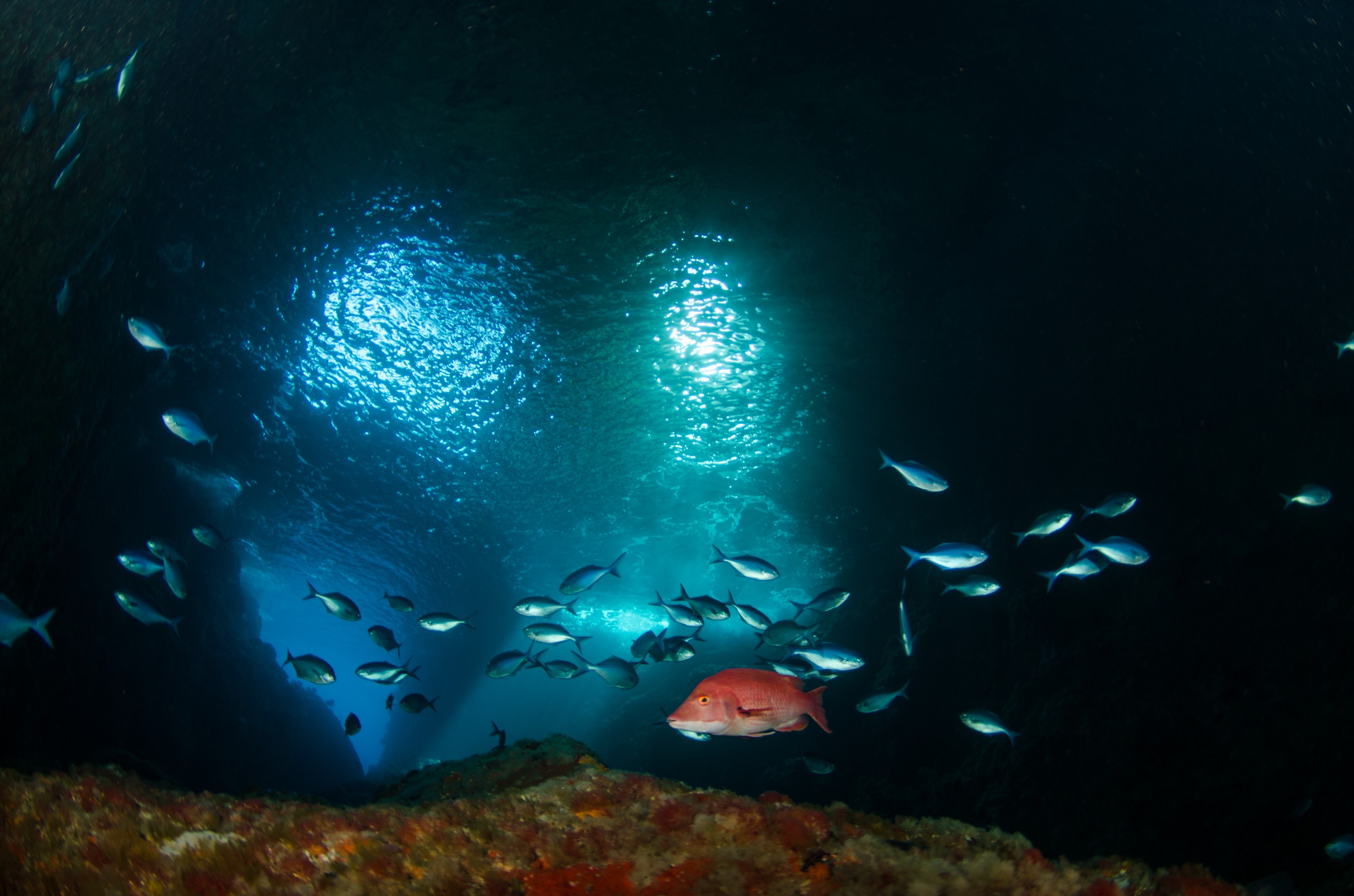 DSC_0387 – new, zealand, new zealand, nz, crispin, Blue, Maomao, Arch, Poor, Knights, Islands, mao mao, mao, marine, reserve, northland, red, pig, fish, pigfish,